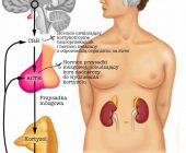 Twój kortyzol musi zlecieć, bo nie schudniesz, nie będziesz zdrowa, a nawet jakby co, nie rozmnożysz się