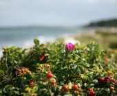 Zwykły ekstrakt z dzikiej róży. Prawda to, czy przesada?🥀