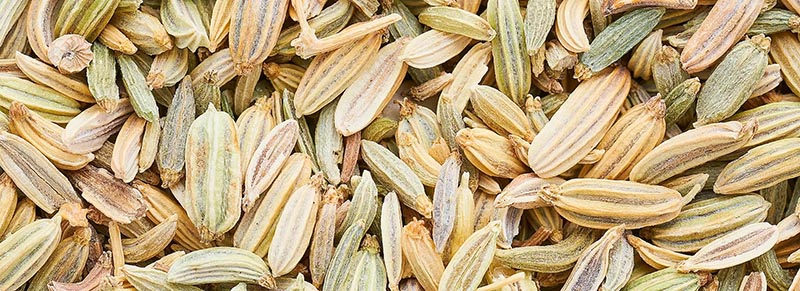 Koper włoski ziarna